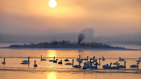 sunrise, silhouette, swan, water, dawn, beach, sun, sea, ocean, coast, outdoor