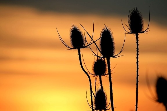 thistle, darkness, nature, herb, sunrise, silhouette, backlit