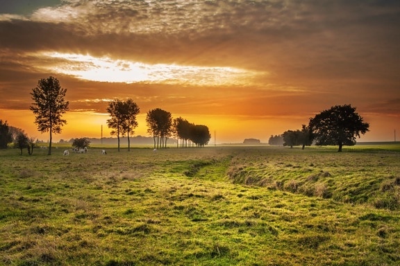 pasture, sunrise, farm, landscape, tree, dawn, nature, sun, grass, barn