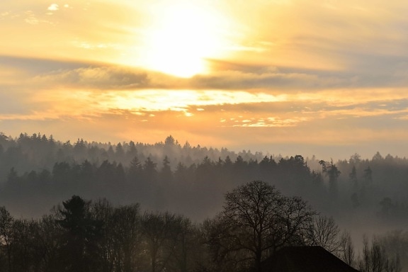 dawn, sunrise, mist, forest, tree, fog, landscape, sun, sky, outdoor