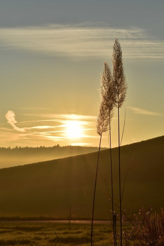 sunrise, reed grass, sunlight, grass, landscape, dawn, sun, sky, nature