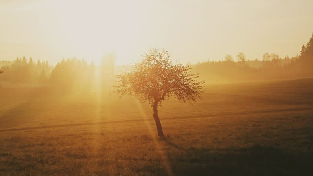 dawn, sunrise, mist, field, sunlight, fog, landscape, mist, sun, tree, backlit