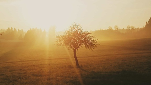 Рассвет, восход солнца, туман, поле, Солнечный свет, туман, пейзаж, туман, солнце, дерево, с подсветкой