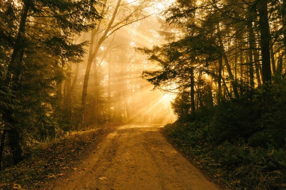 forest road, silhouette, sunrise, tree, wood, landscape, road, fog, dawn, mist, nature