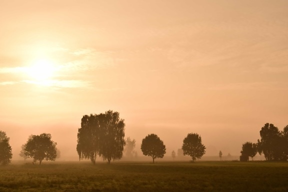 aube, lever du soleil, brume, paysage, soleil, brouillard, arbre, nature, plein air