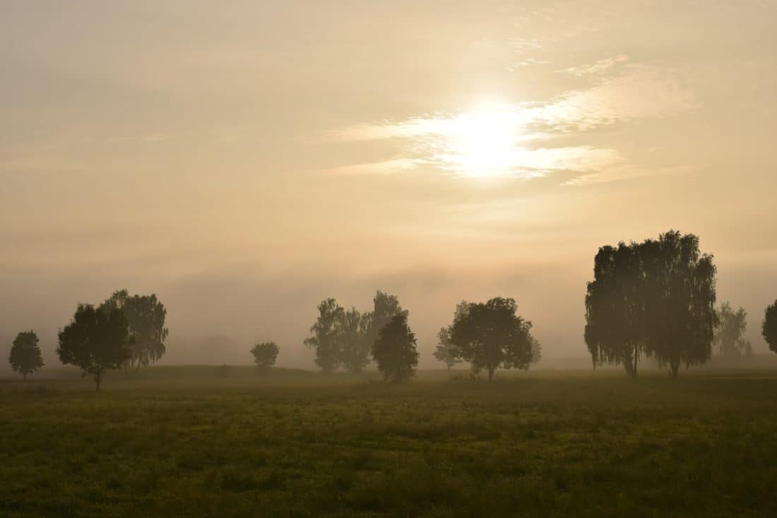 paisaje, amanecer, niebla, luz del sol, campo, sol, niebla, árbol, niebla, sol, al aire libre