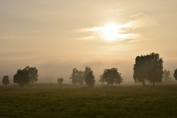 krajobraz, Świt, mgła, światło słoneczne, pola, wschód słońca, mgła, drzewa, mgła, słońce, odkryty