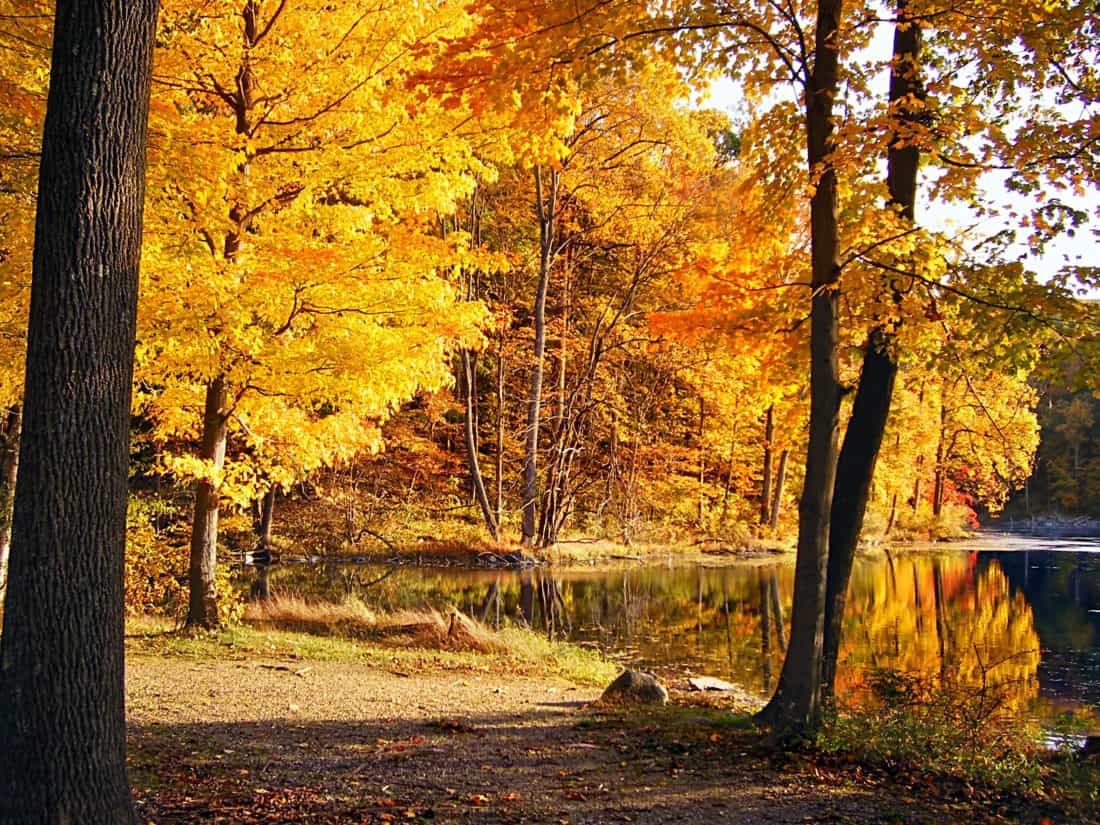 Les, podzim, jezera, národní park, listy, strom, dřevo, krajina, příroda, venkovní