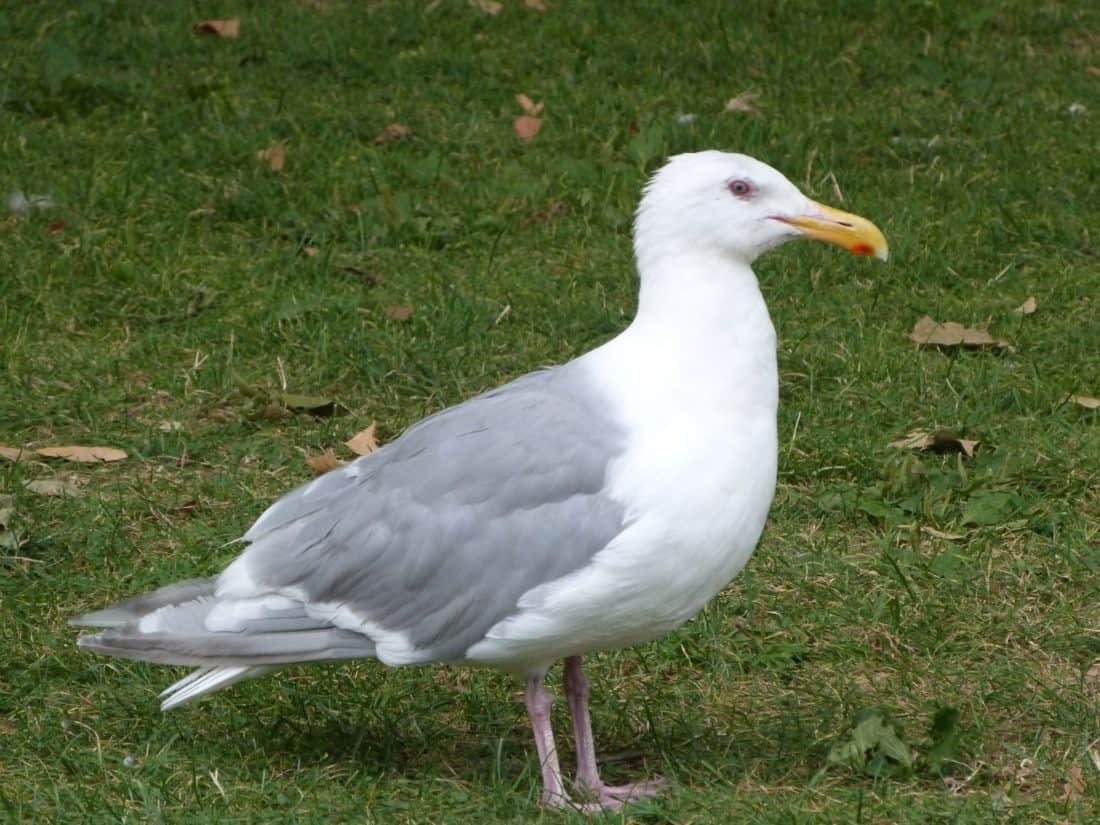 鳥、野生動物、自然、動物、鳥類、海鳥、羽、シーガル