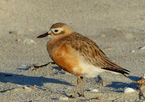 bird, wildlife, animal, ornithology, zoology, sand, beach, sandpiper, shorebird