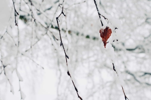 叶子, 雪花, 冬天, 雪, 霜冻, 自然, 寒冷, 雪, 树枝