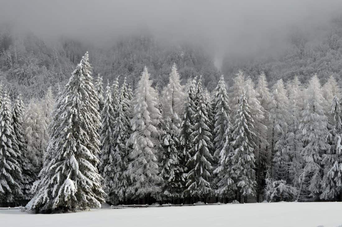 vinter, snö, frost, hill, vind, dimma, blå himmel, träd, trä, landskap, frysta, kallt