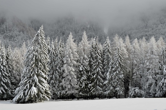 inverno, neve, gelo, collina, vento, nebbia, cielo blu, legno, alberi, paesaggio, congelato, freddo