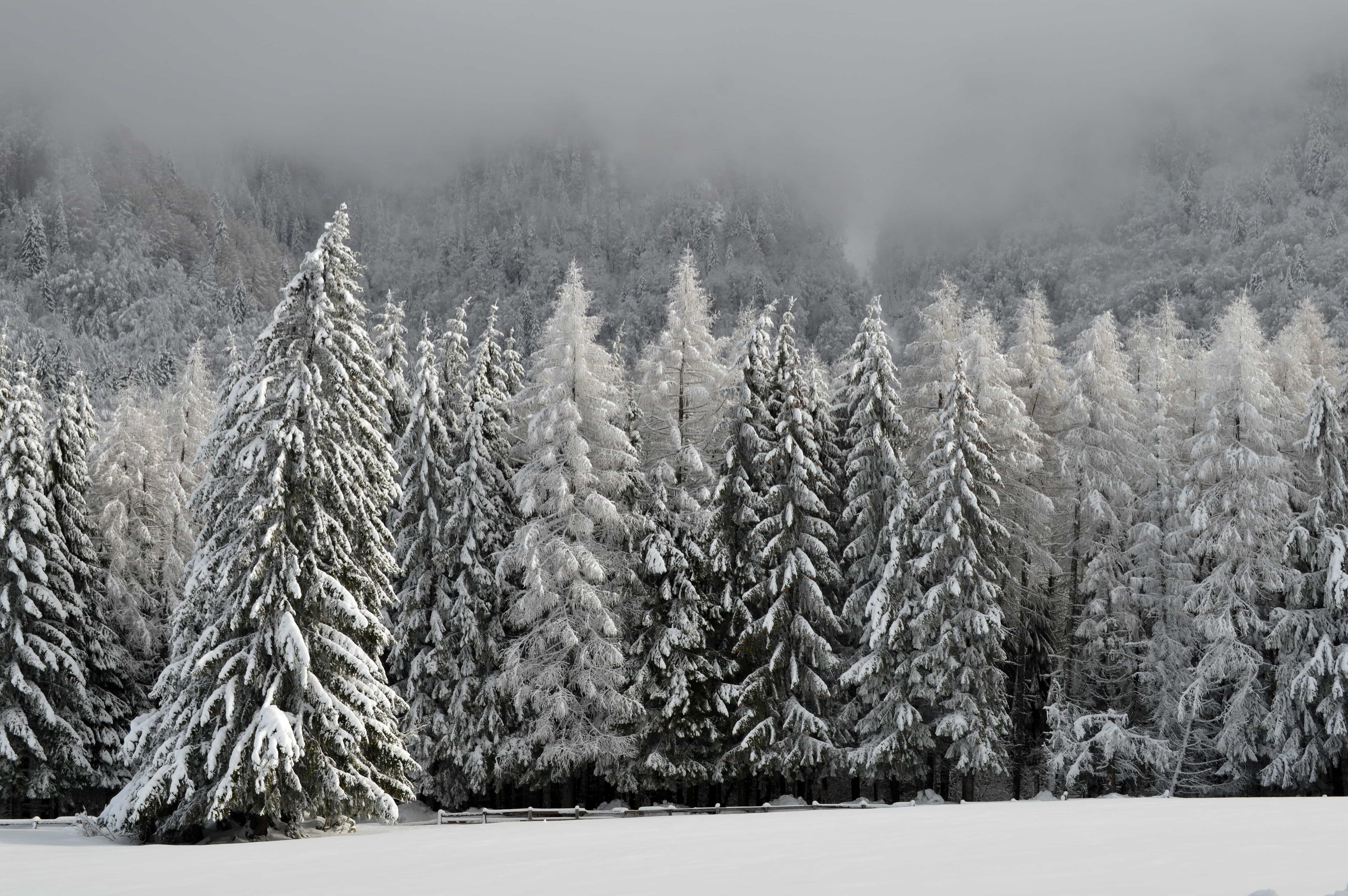 フリー写真画像 冬 雪 霜 丘 風 霧 青い空 樹木 木材 景観 冷凍 風邪