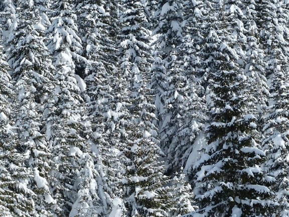 Фрост, зима, лес, текстура, холод, снег