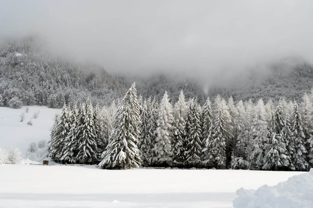 雪, 冬, 霜冻, 寒冷, 冰冻, 薄雾, 云, 雾, 暴风雪, 木材, 景观