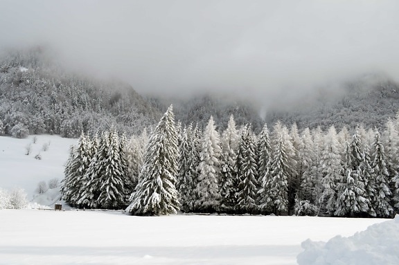 lumi, talvi, pakkanen, kylmä, jäädytetyt, sumu, pilvi, sumu, lumimyrsky, puu, maisema