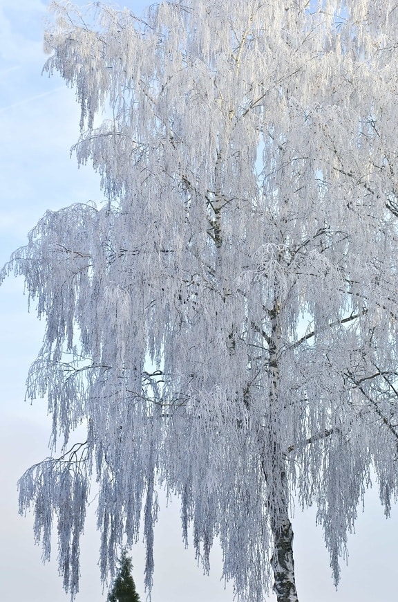 frost, winter, snow, hill, blue sky, cold, frozen, ice, tree, nature