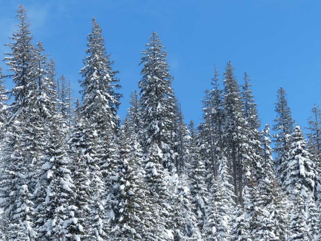 snø, vinter, hill, blå himmel, bartre, tre, frost, kalde, fjell, frossen, treet