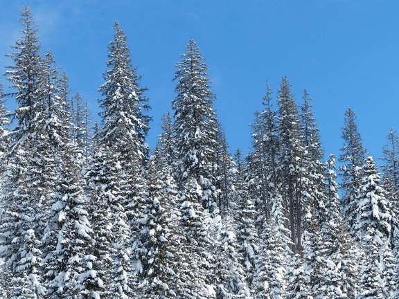 сняг, зима, хълм, синьо небе, иглолистни, дърво, слана, студ, планина, замразени, дърво