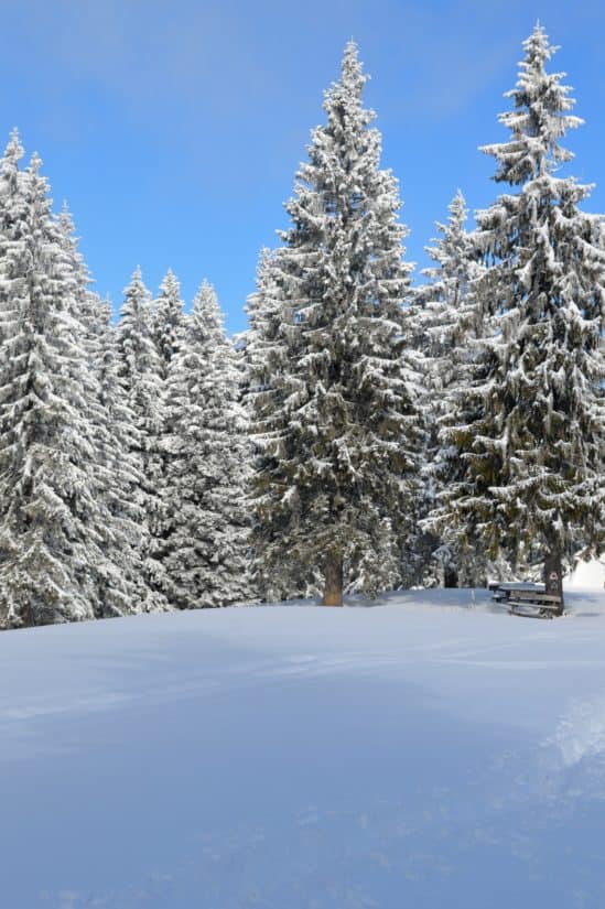 snehu, zimné, studenej, lesa, modrá obloha, hill, mráz, drevo, mrazených, strom, príroda