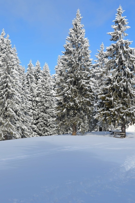 neige, hiver, froid, forêt, ciel bleu, hill, gel, bois, surgelé, arbre, paysage