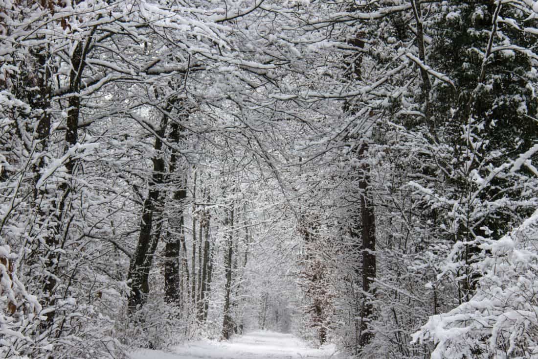 musim dingin, hutan, salju, es, dingin, kayu, pohon, beku, es, lansekap