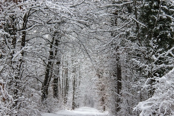 zimné, Les, sneh, mráz, studenej, drevo, strom, mrazené, ľad, príroda