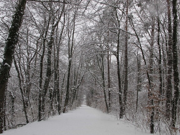 hutan, salju, musim dingin, kayu, pohon, es, dingin, lanskap, cabang