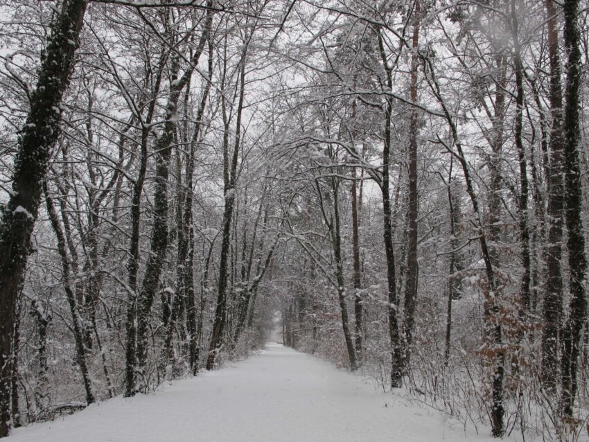 Kostenlose Bild: Wald, Schnee, Winter, Holz, Baum, Frost, Kälte