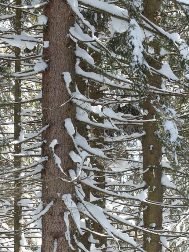 arbre, bois, écorce, forêt, nature, branche, hiver, plein air, neige