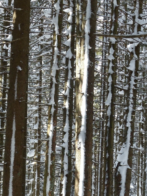 drevo, zima, strom, sneh, prírody, lesa, krajiny, mráz, topoľ