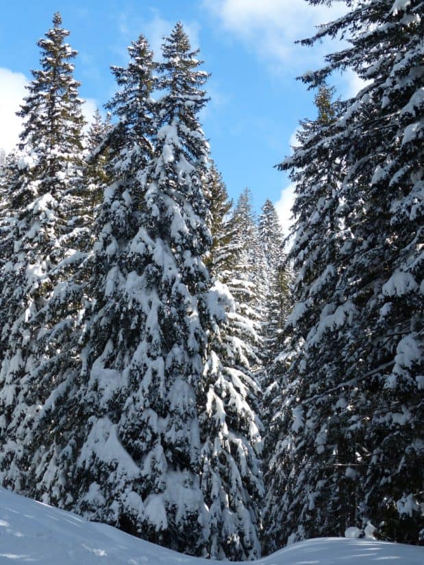 sníh, zima, mráz, Les, dřevo, studené, strom, zmrazené, LED, krajina