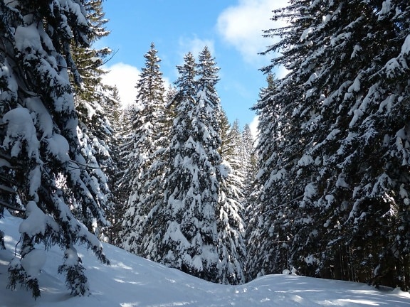 sneeuw, winter, koude, vorst, hout, woud, boom, bevroren, ijs, berg