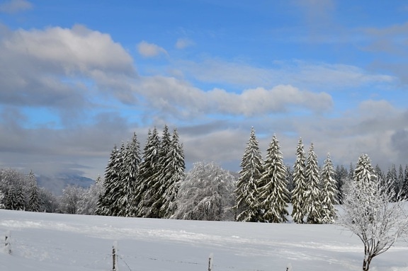 雪, 冬天, 霜冻, 森林, 山, 蓝天, 云彩, 寒冷, 木头, 冰, 结冰, 树, 风景
