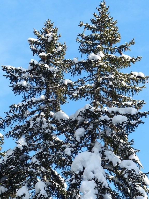 겨울, 눈, 나무, 상록, 언덕, 푸른 하늘, 소나무, 가문비나무 침 엽 수