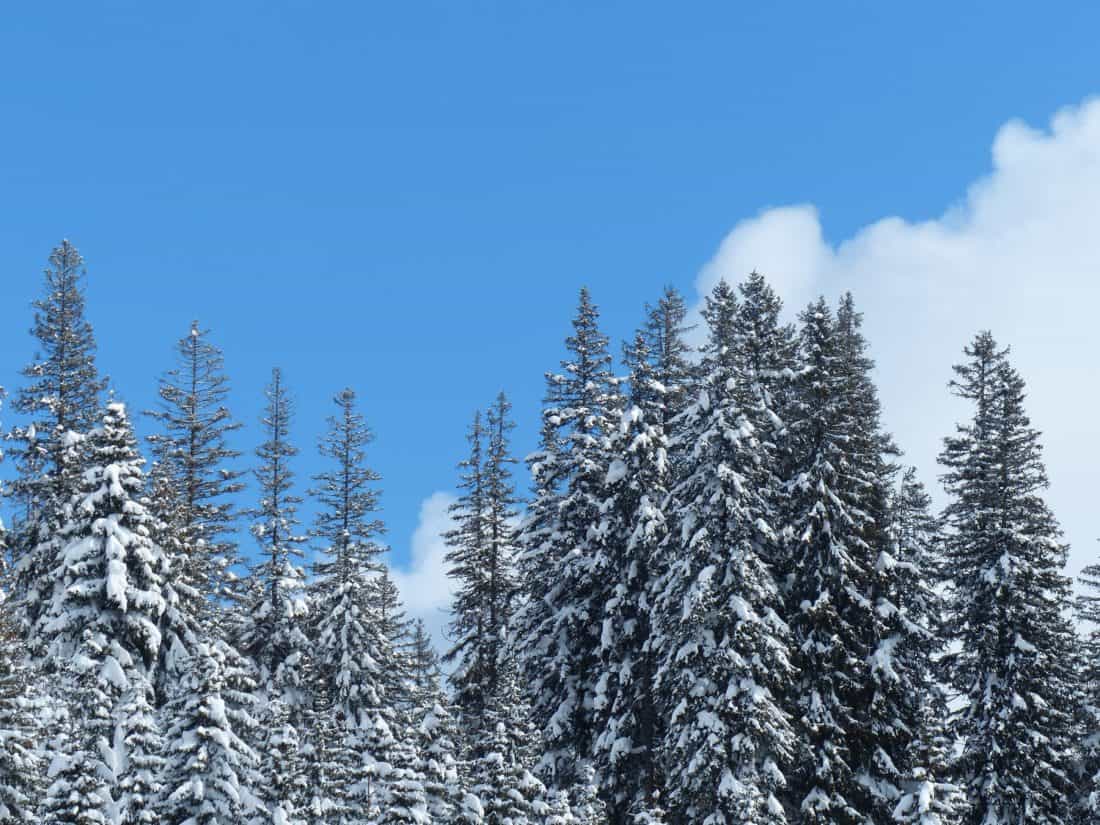 Les, jehličnatý, sníh, zima, dřevo, studené, mráz, strom, hory, krajina