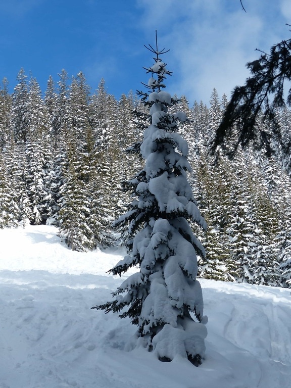 nieve, invierno, heladas, frío, colina, bosque, árbol, madera, hielo, congelados, hoja perenne