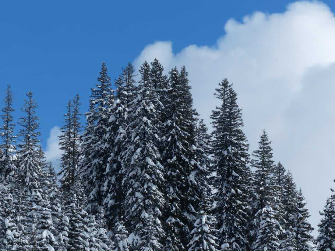 nåletræ, skov, sne, vinter, træ, træ, frost, kold, landskab, skov