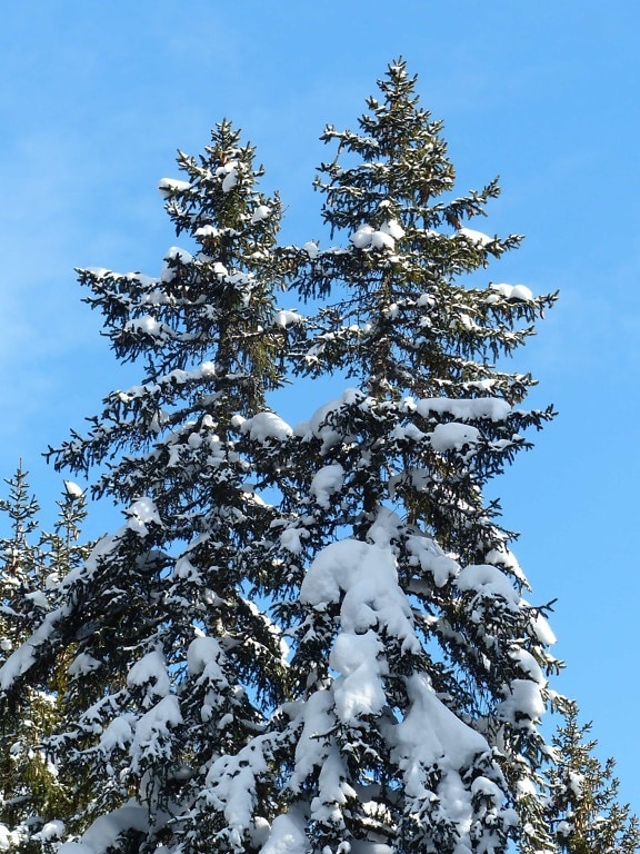 arbre, colline, ciel bleu, hiver, bois, neige, persistantes, paysage, pin