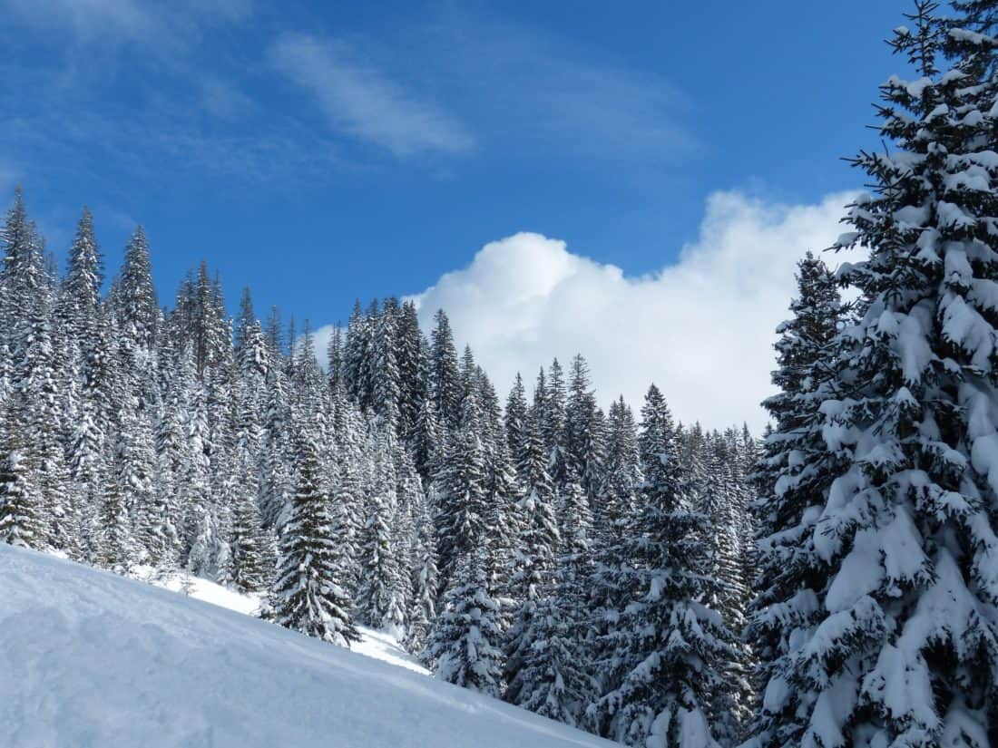 nieve, invierno, madera, colina, nube, cielo, frío, heladas, montaña, árbol de hoja perenne