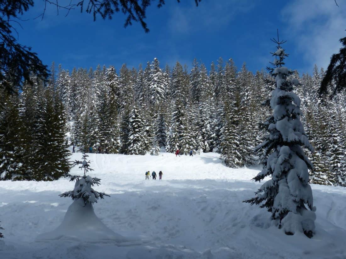 sneeuw, winter, koude, vorst, hill, blauwe hemel, hout, ijs, bevroren, boom, groenblijvende