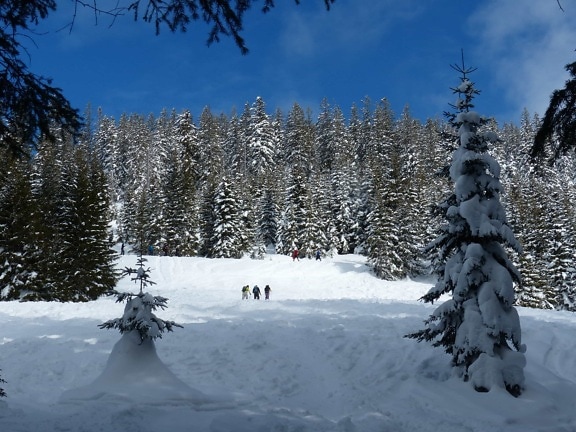sneh, zima, studenej, mráz, hill, modrá obloha, drevo, ľad, mrazené, strom, ihličnatý strom