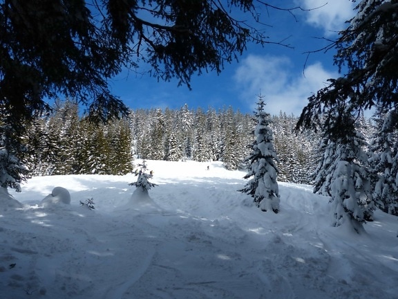 雪、冬、寒さ、風、青い空、木、木、氷、風景、山