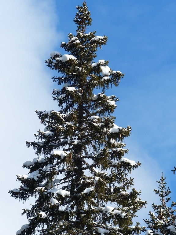 tree, hill, blue sky, pine tree, wind, conifer, winter, evergreen, landscape, wood