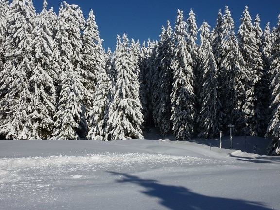 snow, winter, frost, frozen, hill, blue sky, cold, shadow, wood, tree, landscape