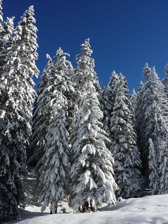 zima, sneh, studenej, mráz, hill, modrá obloha, drevo, mrazených, strom, borovica