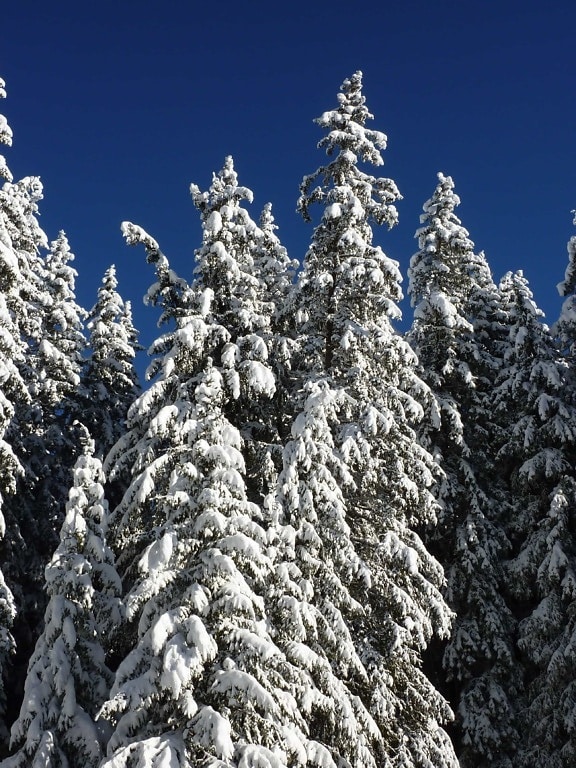 Winter, Schnee, Baum, Wald, Hügel, blauer Himmel, Kälte, Frost, Landschaft, Himmel