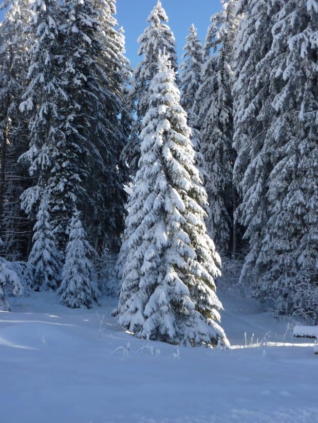 ฮิลล์ เย็น ฤดูหนาว หิมะ สี ฟ้า น้ำแข็ง แช่แข็ง น้ำแข็ง ภูมิทัศน์ ต้นไม้