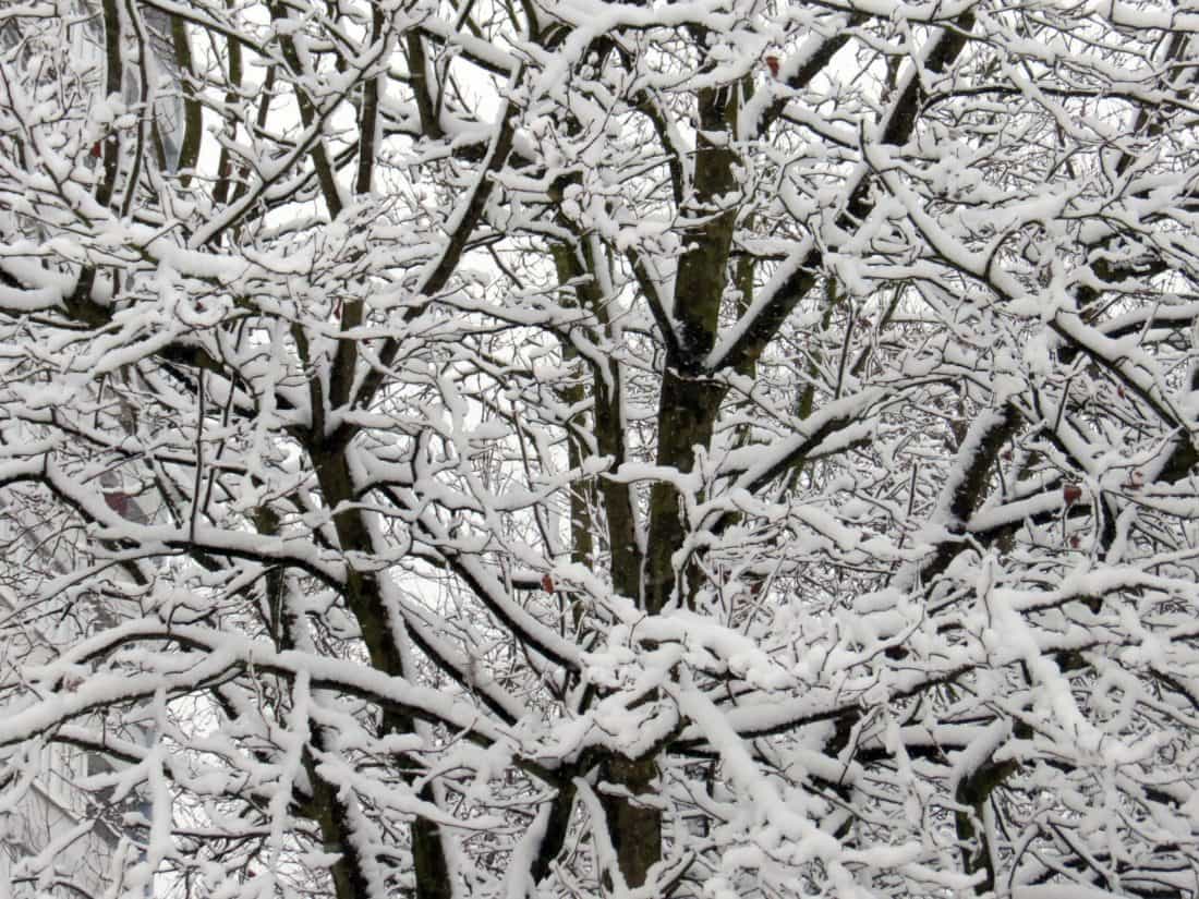 Frost, träd, ekologi, vinter, natur, gren, kallt, snö, skog